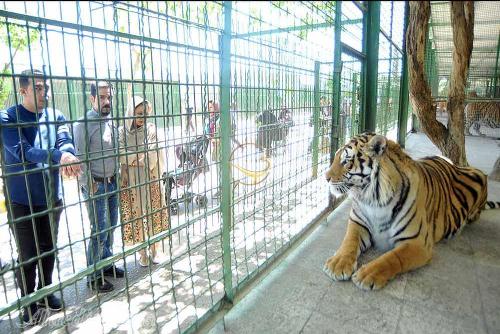 محمودی در بازدید از باغ وحش صفادشت: ایرادات این مرکز باید مرتفع شود