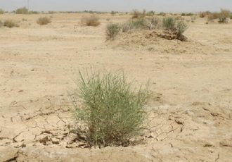 مطالعه بیش از ۳۰۰۰۰ هکتار پروژه بیابان زدایی در استان خراسان شمالی