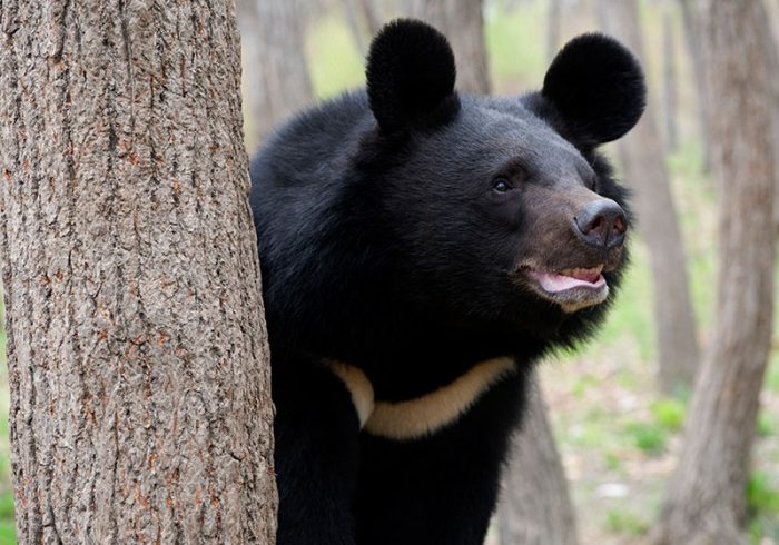 اولویت‌های کاری کمیته حفاظت از خرس‌های ایران