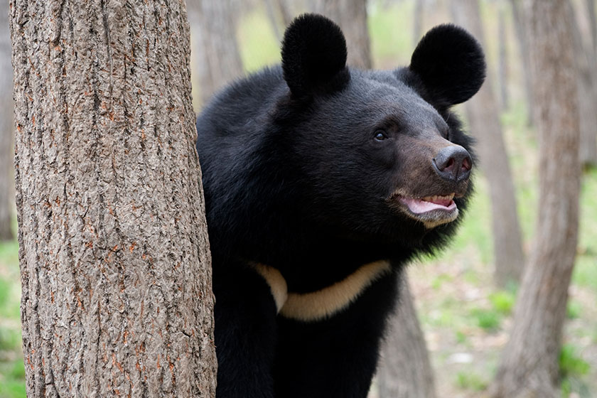 خرس سیاه آسیایی قربانی تخریب زیستگاه و شکار بی‌رویه