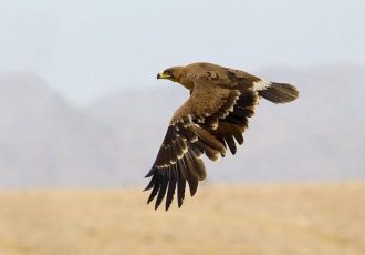 تیمار و رهاسازی یک بهله عقاب در قصرشیرین